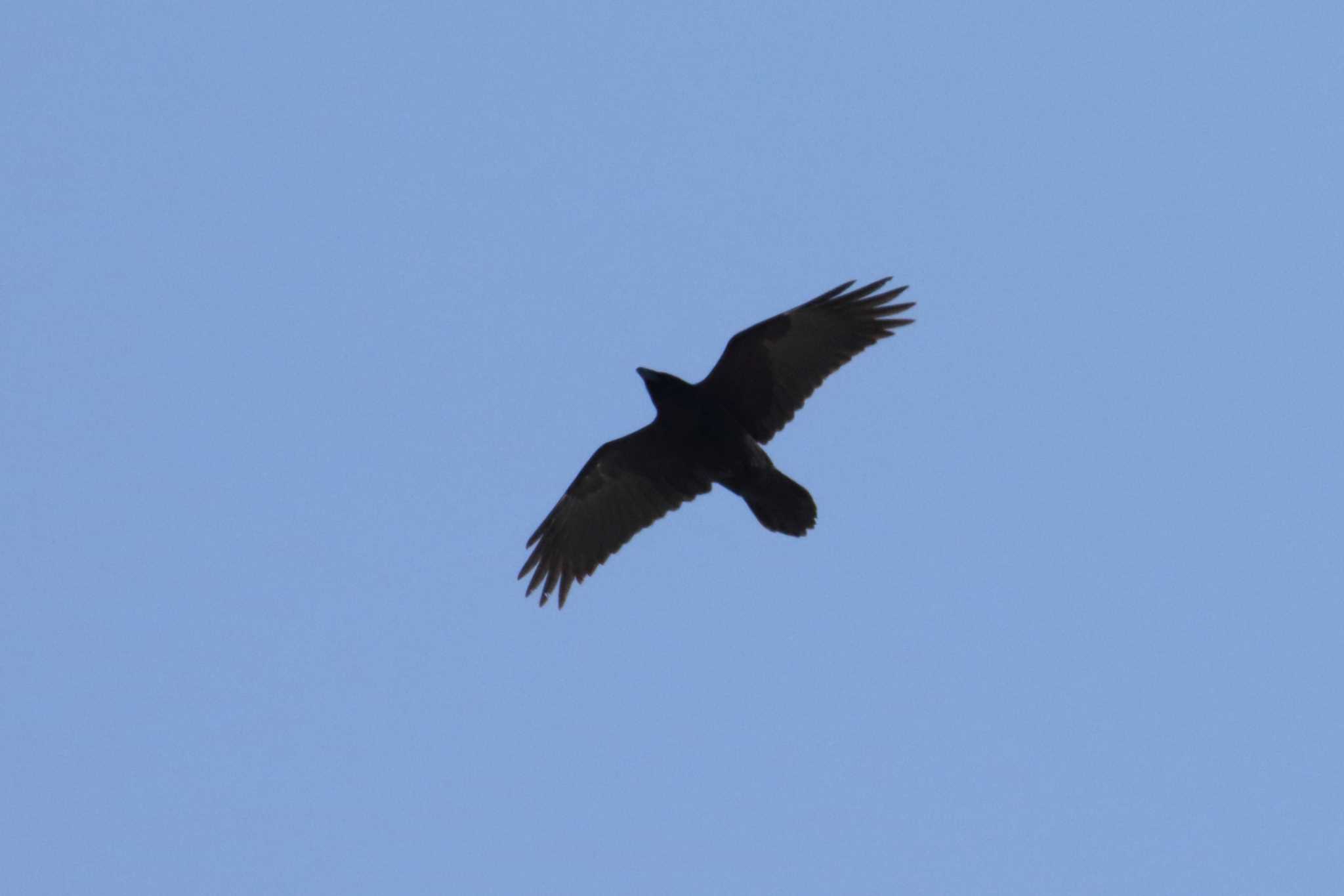 Photo of Northern Raven at Kiritappu Promontory by マイク