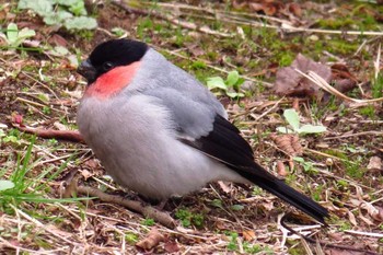 Eurasian Bullfinch Shinjuku Gyoen National Garden Fri, 11/13/2015