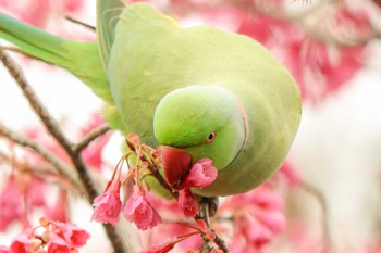 2020年3月9日(月) 三ツ池公園(横浜市鶴見区)の野鳥観察記録