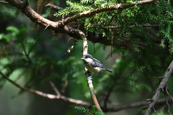 Varied Tit 三毳山 Sun, 5/26/2019