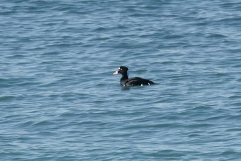 2020年3月6日(金) 稲村ヶ崎2の野鳥観察記録