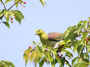 White-bellied Green Pigeon Inokashira Park Unknown Date