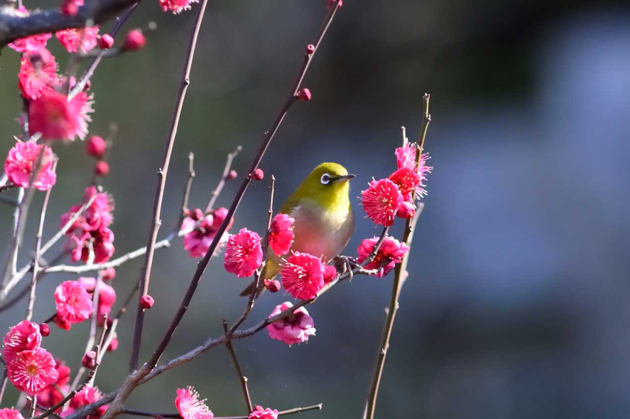 池上本門寺 メジロの写真 by Kazuyuki Watanabe