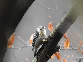 Japanese Pygmy Woodpecker 奥四万湖 Sun, 3/8/2020