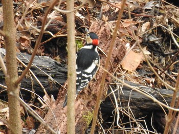 2020年3月8日(日) 奥四万湖の野鳥観察記録