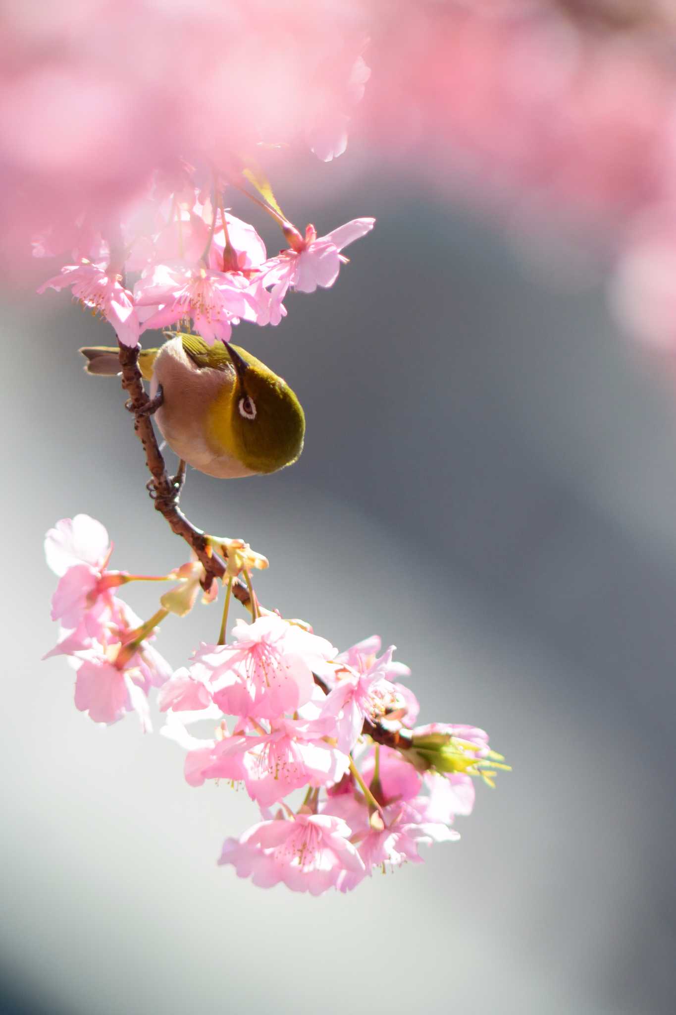 梅・河津桜とメジロ by Kazuyuki Watanabe