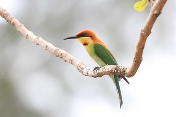 Chestnut-headed Bee-eater Langkawi Island(General Area) Fri, 3/6/2020