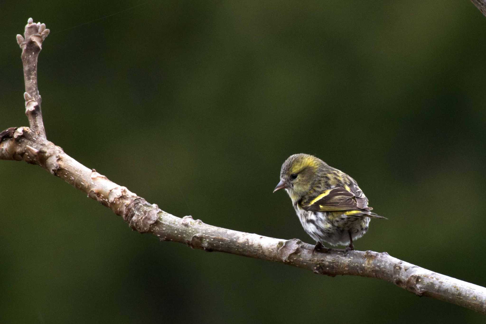 Photo of Eurasian Siskin at 新潟県 by ひたきや