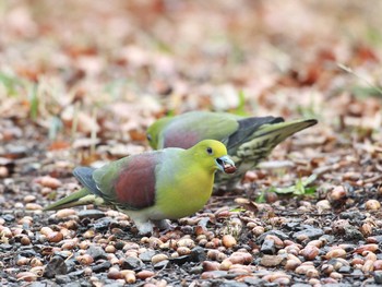 White-bellied Green Pigeon 神代植物公園 Unknown Date