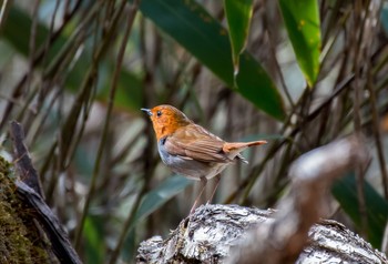 Japanese Robin Yanagisawa Pass Sun, 4/28/2019