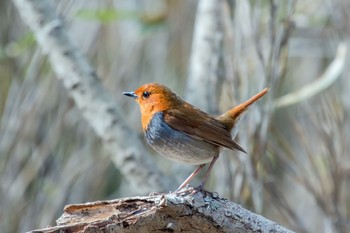 Japanese Robin Yanagisawa Pass Sun, 4/28/2019