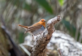 Japanese Robin Yanagisawa Pass Sun, 4/28/2019