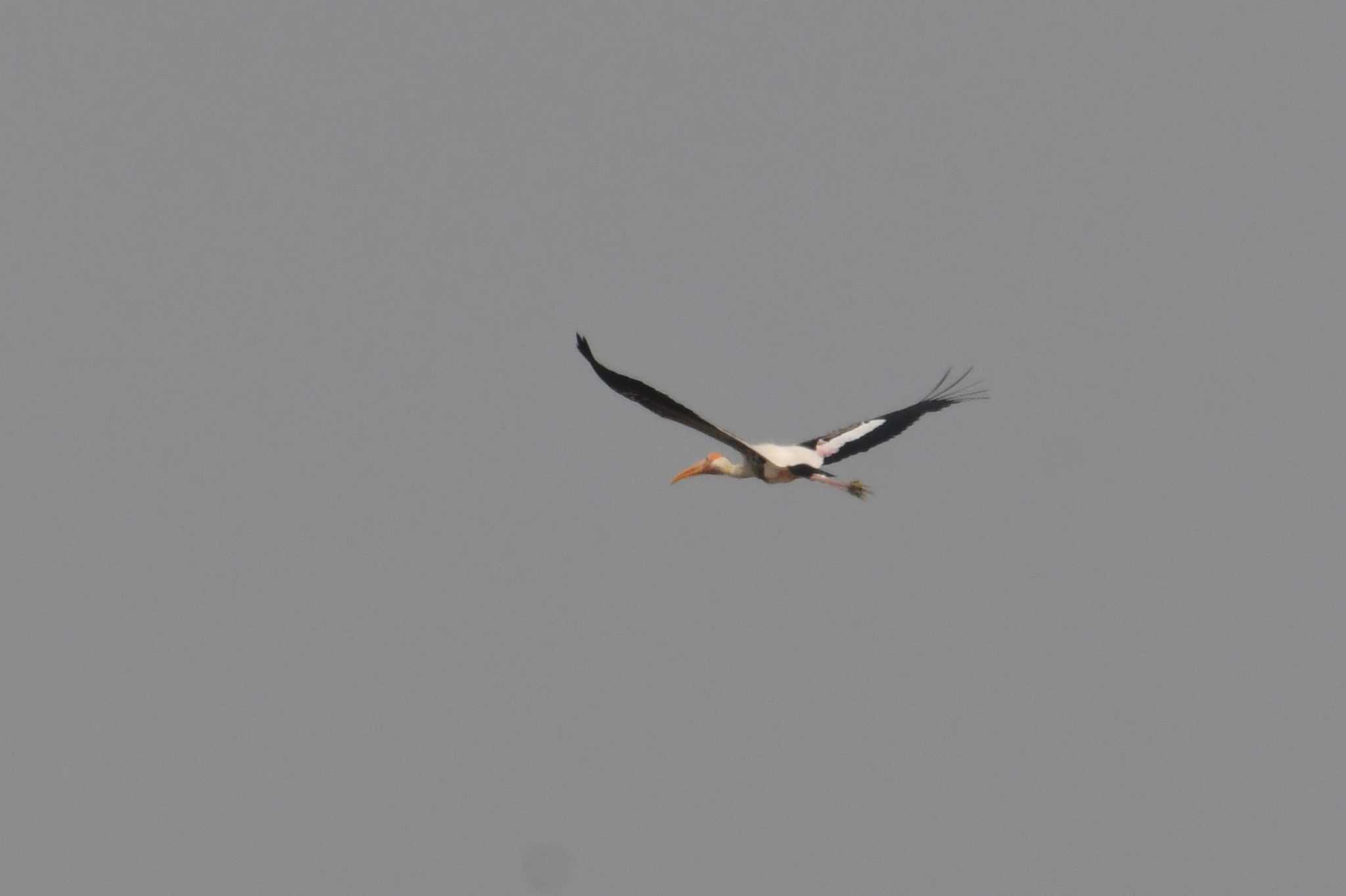 Photo of Painted Stork at タイ by あひる