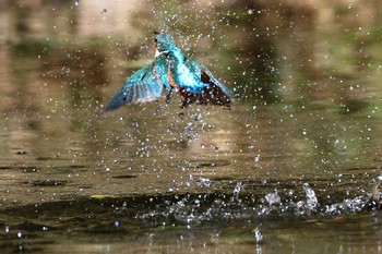 カワセミ 愛知県 知多半島 2020年2月27日(木)