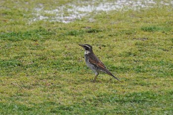 Dusky Thrush 明石市 Tue, 3/10/2020