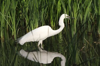 Great Egret(modesta)  Shinjuku Gyoen National Garden Unknown Date