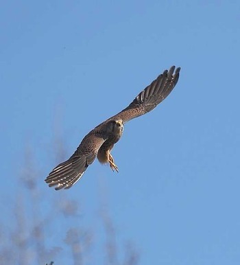 Common Kestrel 東京都 Fri, 3/6/2020