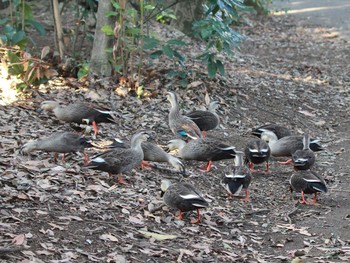 Eastern Spot-billed Duck Shinjuku Gyoen National Garden Unknown Date