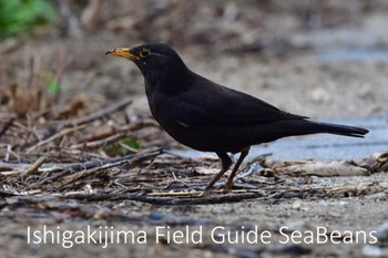 Chinese Blackbird Ishigaki Island Tue, 3/10/2020