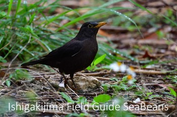Chinese Blackbird Ishigaki Island Tue, 3/10/2020