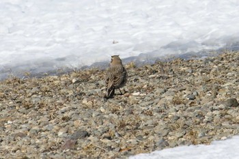 ハマヒバリ 野付半島 2020年2月29日(土)