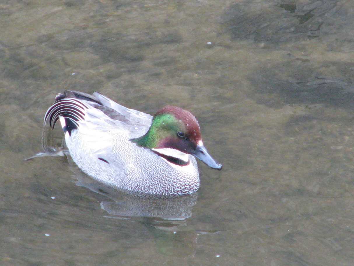 Photo of Falcated Duck at 仙川 by モカ