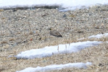 ハマヒバリ 野付半島 2020年2月29日(土)