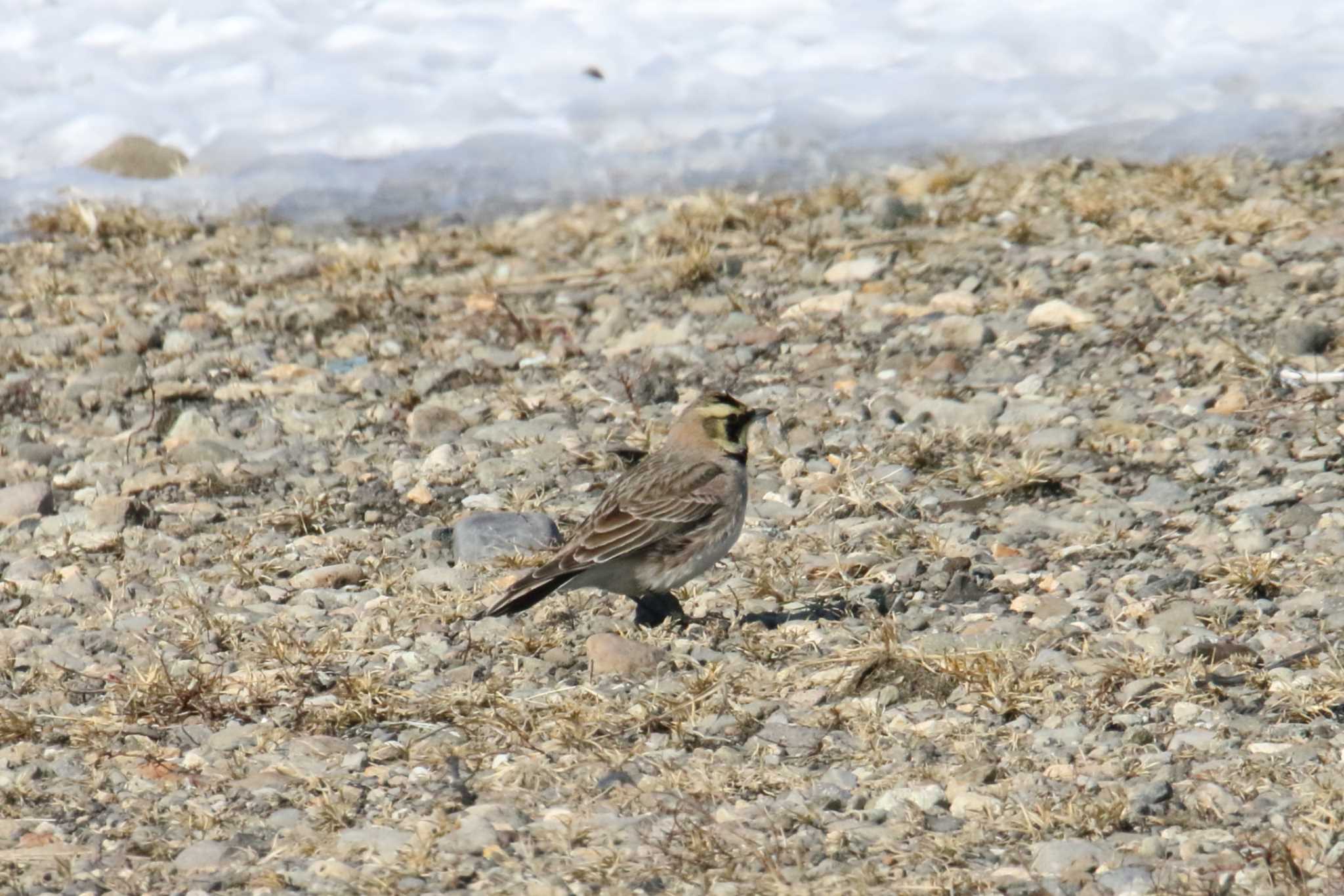 Photo of Horned Lark at Notsuke Peninsula by マイク