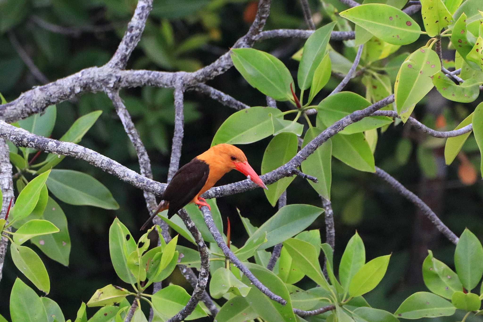 Brown-winged Kingfisher