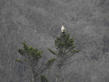 Eastern Buzzard 奥四万湖 Sun, 3/8/2020