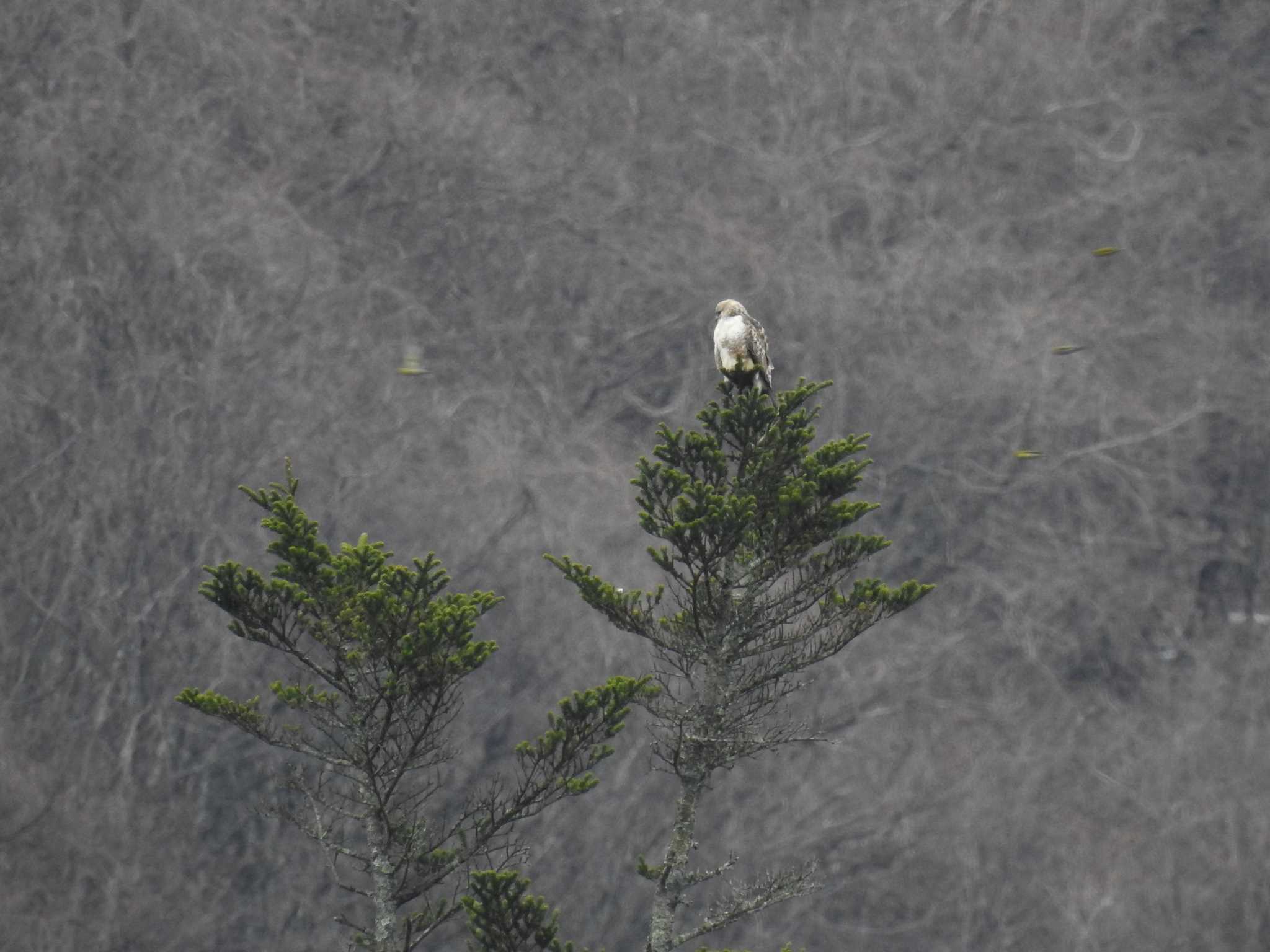 Eastern Buzzard