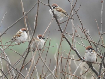 Eurasian Tree Sparrow 奥四万湖 Sun, 3/8/2020