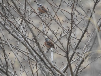 Meadow Bunting 奥四万湖 Sun, 3/8/2020