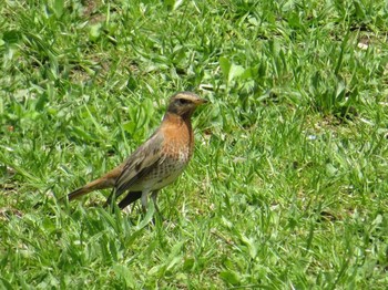 ハチジョウツグミ 三鷹 撮影日未設定