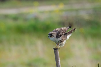 ノスリ 山口県立きらら浜自然観察公園 2020年3月8日(日)