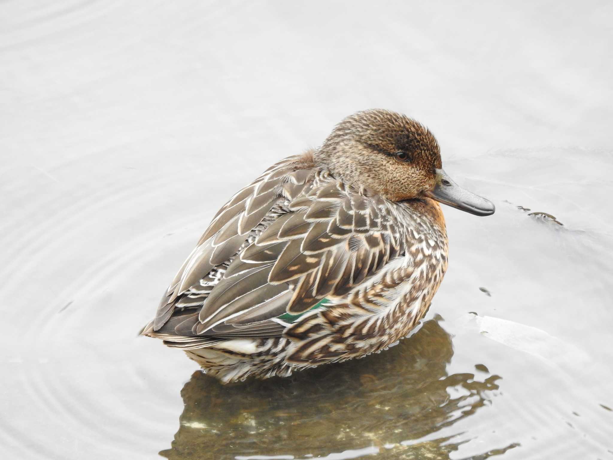 Photo of Eurasian Teal at 坂田ヶ池総合公園 by TK2