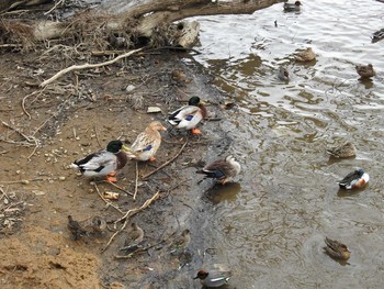 2020年3月9日(月) 坂田ヶ池総合公園の野鳥観察記録