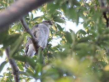 ハイタカ 井の頭公園 撮影日未設定