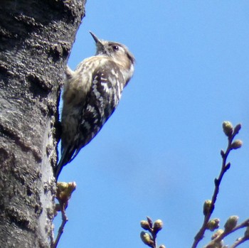 2020年3月11日(水) 梶ケ谷第1公園の野鳥観察記録