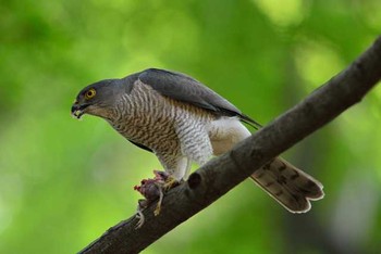 ツミ 大田区 2015年6月2日(火)