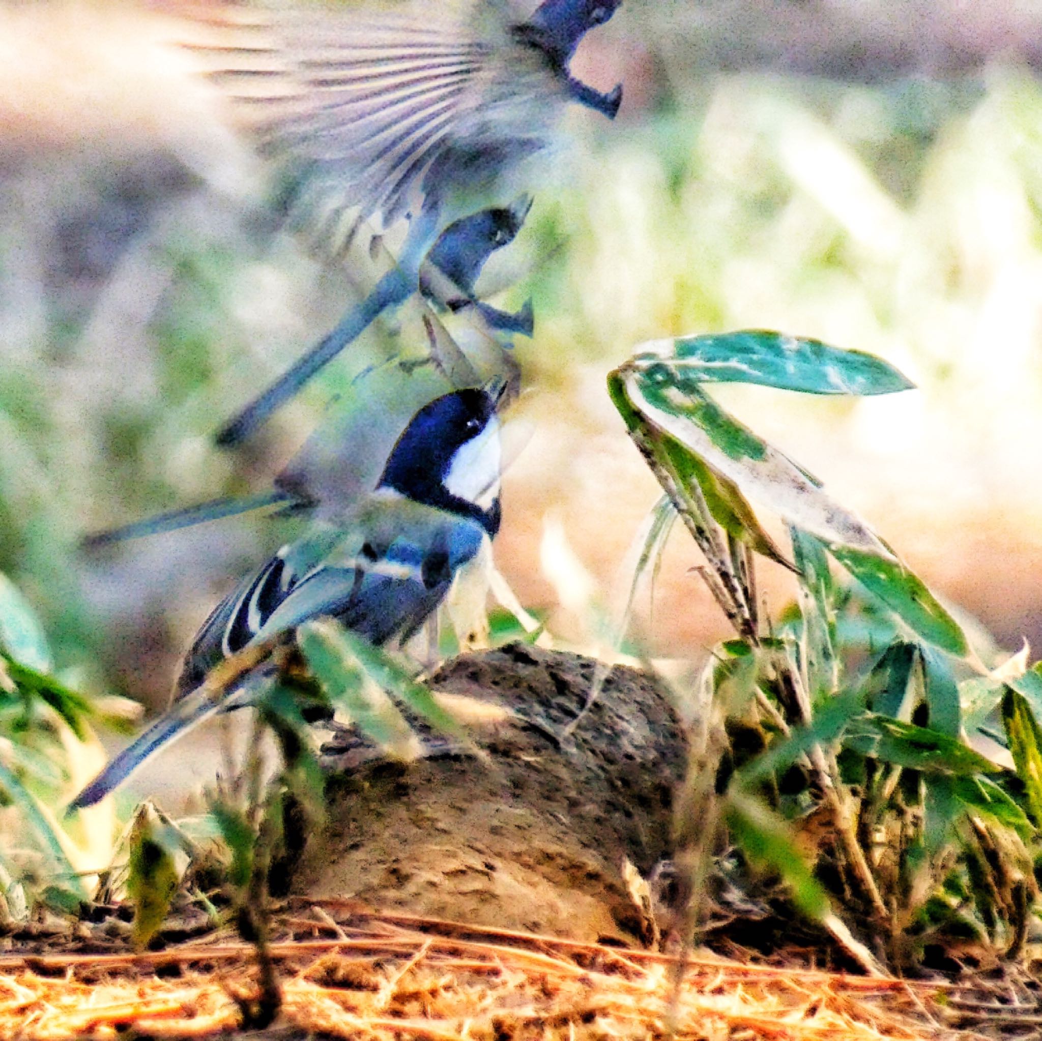 シジュウカラ