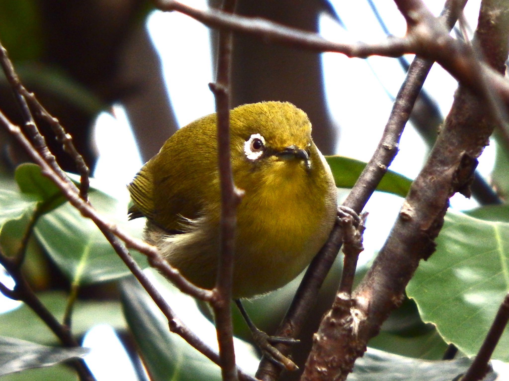 Photo of Warbling White-eye at 生田緑地 by まさ