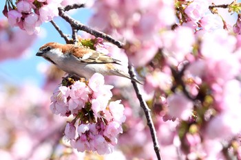 Russet Sparrow Unknown Spots Wed, 3/11/2020