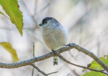 Long-tailed Tit 東京都立桜ヶ丘公園(聖蹟桜ヶ丘) Sun, 11/10/2019