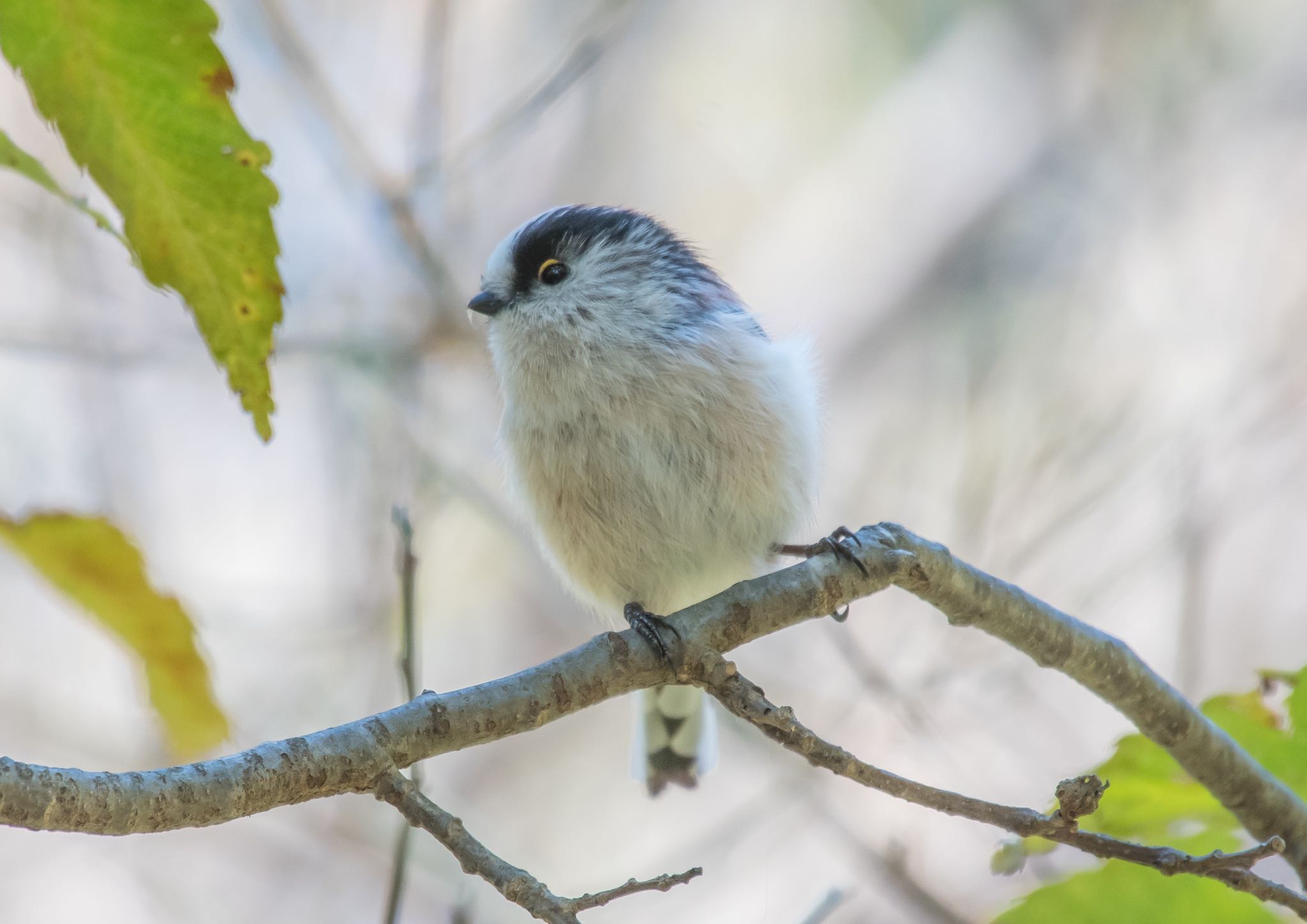 Photo of Long-tailed Tit at 東京都立桜ヶ丘公園(聖蹟桜ヶ丘) by Jgogo