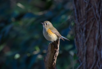 Red-flanked Bluetail Mizumoto Park Sat, 12/28/2019