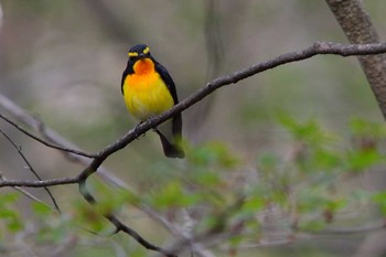 キビタキ 軽井沢野鳥の森 2015年5月2日(土)