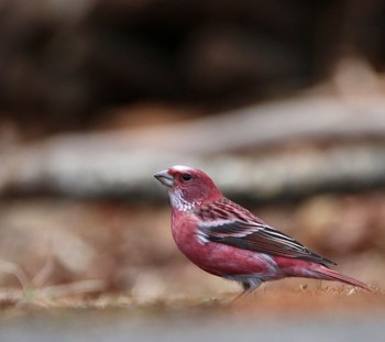 Pallas's Rosefinch Unknown Spots Mon, 3/9/2020