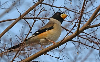 Chinese Grosbeak 東京都多摩地域 Wed, 3/11/2020