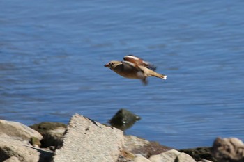 Hawfinch 大室公園 Wed, 3/11/2020